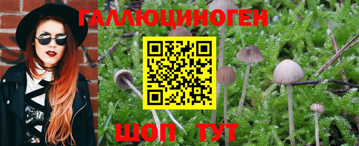 Псилоцибиновые грибы Psilocybe Славгород